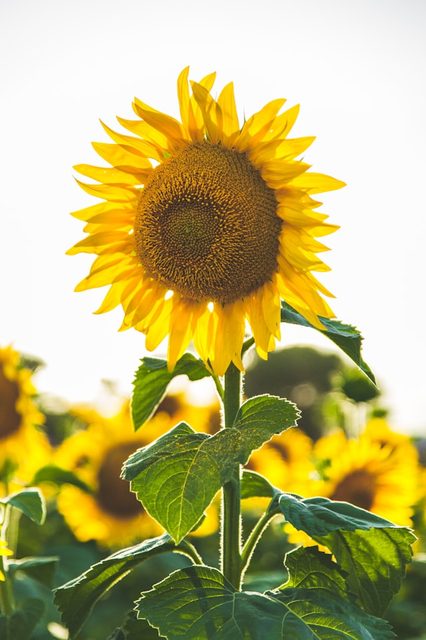 Ramo de Girasoles